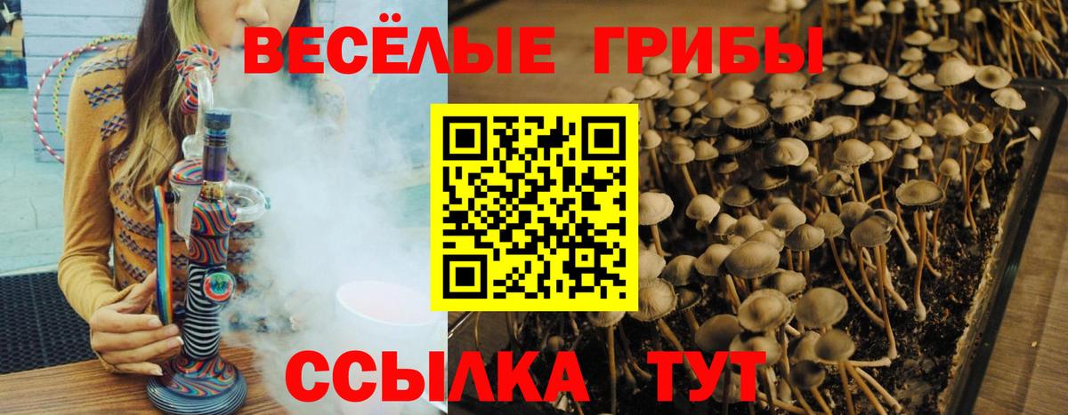 Галлюциногенные грибы Psilocybe  Вход с VPN  Муром 